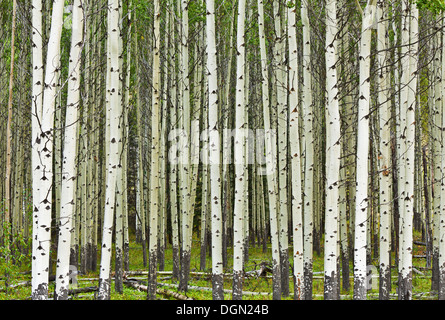 Tall white Aspen tree trunks Muleshoe rest stop near Banff township Banff national park Alberta Canada Stock Photo