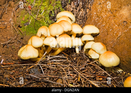 Pholiota spumosa, wild mushrooms growing in the Oregon Cascade Mountains Stock Photo