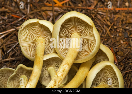 Pholiota spumosa, wild mushrooms growing in the Oregon Cascade Mountains Stock Photo