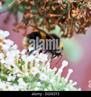 A Humble Bumble Bee Seeking Nectar and Feeding on a White Buddleja Flower in a Cheshire Garden Stock Photo
