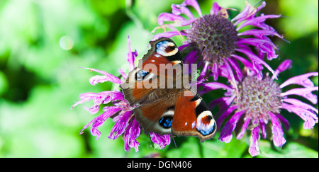 A Peacock Butterfly Feeding on Nectar on a Purple Bergamot Flower in a Cheshire Garden England United Kingdom UK Stock Photo