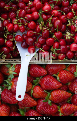 Cherries and strawberries in baskets at the market. Stock Photo