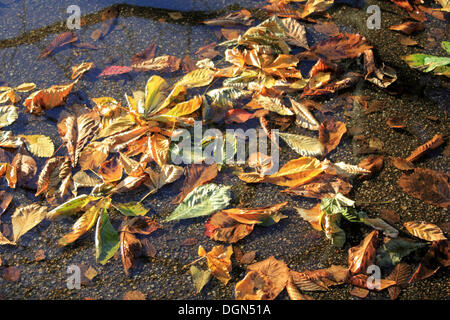 Hampton Court, SW London, UK. 23rd October 2013. A glorious autumn afternoon at Hampton Court and along the roadside the leaves of the horse chestnut trees have fallen into a puddle after heavy rain and strong winds. Credit:  Jubilee Images/Alamy Live News Stock Photo