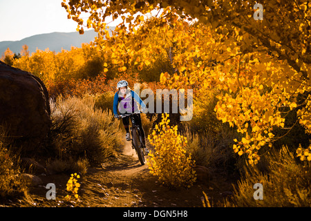 Woman mountain biking through the peak of fall colors in the Sierra mountains. Stock Photo