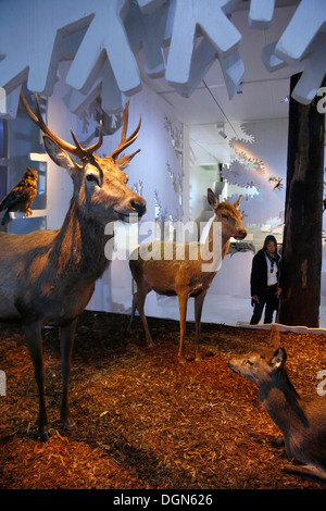 Berchtesgaden, Germany, exhibition at the National Park Centre House of mountains Stock Photo