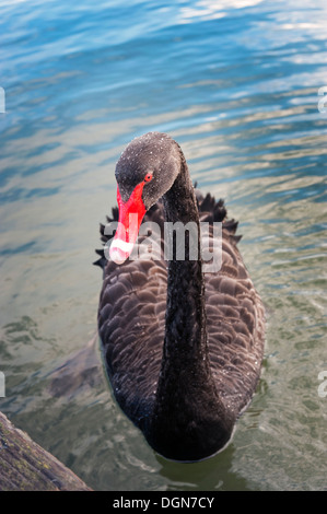 Rotorua, New Zealand. Black swan, Cygnus Atratus, on Lake Rotorua. Stock Photo