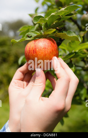 Hand touching apple on a tree Stock Photo