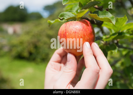 Hand touching red apple on a tree Stock Photo