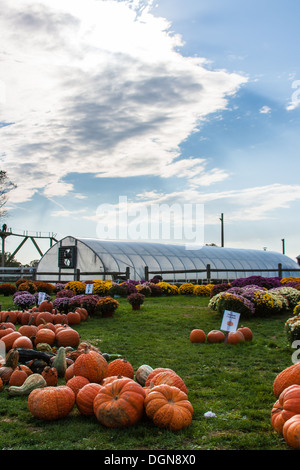 A collection of pumpkin gourds ready for harvest, Halloween and Thanksgiving. Stock Photo