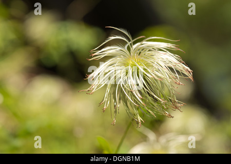Attractive clematis climber wispy fluffy soft seed heads slender feathery thread  wind dispersal Stock Photo
