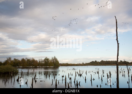 View on a lake with flying geese and dead tree trunks caused by raised water level at landscape 'Mariapeel' in the Netherlands Stock Photo
