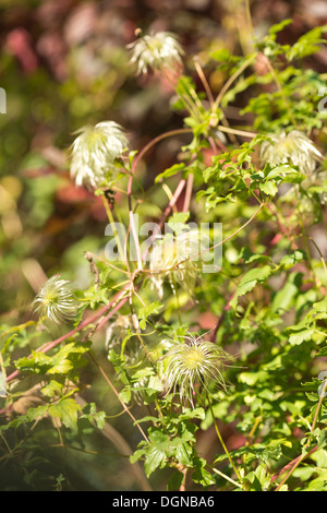 Attractive clematis climber wispy fluffy soft seed heads slender feathery thread wind dispersal Stock Photo