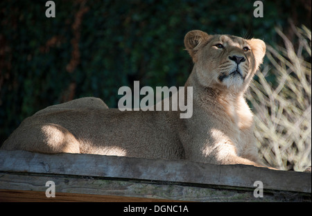 Lioness resting in the Autumn sun in London Zoo. Stock Photo