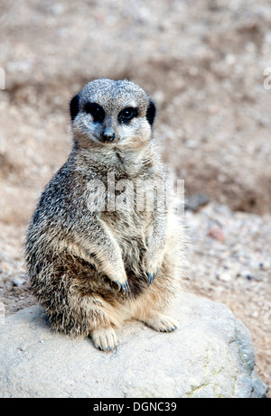 Young meerkat standing on a rock in London Zoo's meerkat enclosure. Stock Photo