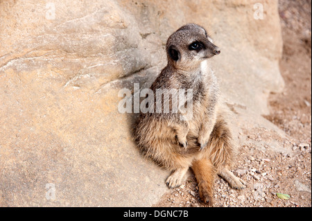 Meerkat looking very cute sitting at base of rock with tail in front. Meerkat enclosure London Zoo. Stock Photo