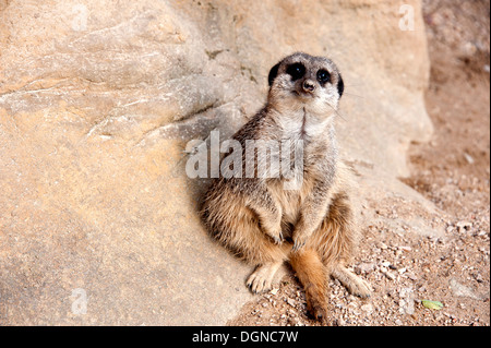 Meerkat sitting on rock looking straight at camera in meerkat enclosure London Zoo. Stock Photo