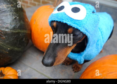 FILE - An archive picture dated 22 October 2013 shows a smooth-haired dachshund wearing a Cookie Monster costume in Washington, USA. This year Americans do not seem to be keen on dressing up as politicians. Characters from 'Breaking Bad' and the Cokie Monster are very popular. Photo: Antje Passenheim Stock Photo
