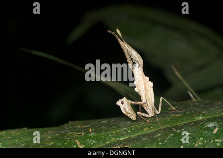 A leaf-mimic mantis (Acanthops sp.) perching on a leaf in the Amazonian rainforest in Loreto, Peru. Stock Photo