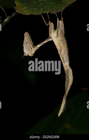 A leaf-mimic mantis (Acanthops sp.) hanging upside-down from a leaf in the Amazonian rainforest in Loreto, Peru. Stock Photo
