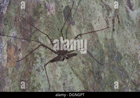 A tailless whip scorpion (Heterophrynus sp) perched on a tree trunk in the Amazon rainforest in Loreto, Peru. Stock Photo