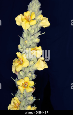 Close-up of Great / Common Mullein- Verbascum thapsus- Family Scrophulariaceae Stock Photo