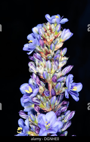 Close-up of Blue Aristea/ Blousuurkanol Flower Spike - Aristea capitata [syn. A. major ]- Family Iridaceae Stock Photo