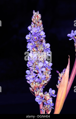 Close-up of Blue Aristea/ Blousuurkanol Flower Spike - Aristea capitata [syn. A. major ]- Family Iridaceae Stock Photo