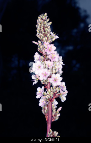 Close-up of Pink Aristea/ Blousuurkanol Flower Spike - Aristea capitata [syn. A. major ]- Family Iridaceae Stock Photo