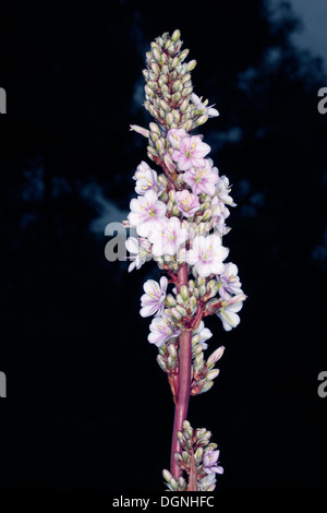 Close-up of Pink Aristea/ Blousuurkanol Flower Spike - Aristea capitata [syn. A. major ]- Family Iridaceae Stock Photo