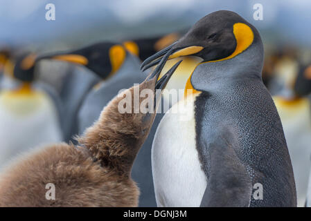 King penguins (Aptenodytes patagonicus) chick with adult birds begging for food, Salisbury Plain, South Georgia and the South Stock Photo