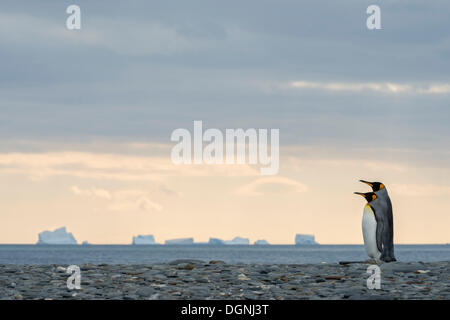 King Penguins (Aptenodytes patagonicus) couple, standing in front of icebergs, Salisbury Plain, South Georgia and the South Stock Photo