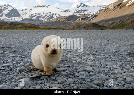 Antarctic Fur Seal (Arctocephalus gazella), leucistic or blond pup, Stromness Harbour, Stromness Bay, South Georgia and the