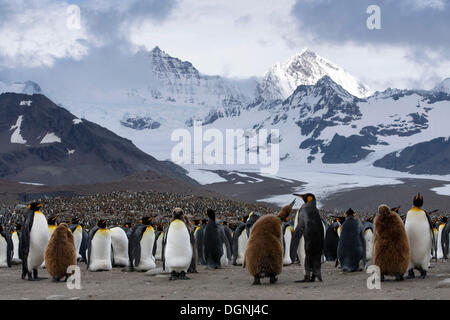 King Penguins (Aptenodytes patagonicus) adult birds and chicks, in front of the Cook Glacier, St. Andrews Bay, South Georgia and Stock Photo