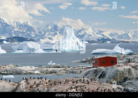 Argentinian refuge in front of icebergs and Gentoo Penguins (Pygoscelis papua), Petermann Island, Antarctic Peninsula Stock Photo