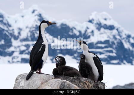 Imperial Shags or Antarctic Cormorants (Phalacrocorax atriceps), pair with chicks in front of mountain scenery, Jougla Point Stock Photo