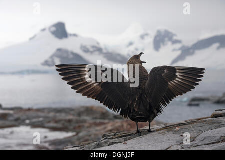 South Polar Skua (Stercorarius maccormicki), showing white wing patches, aggressive behavior, a gesture of intimidation Stock Photo