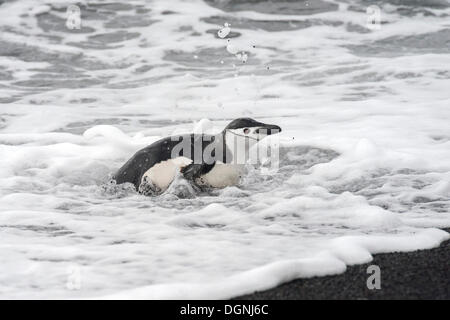 Chinstrap Penguin (Pygoscelis antarctica) in foamy froth on the sea shore, Baily Head, Deception Island, South Shetland Islands Stock Photo