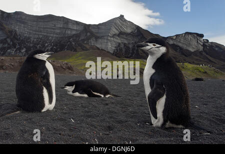 Chinstrap Penguins (Pygoscelis antarctica) in front of glaciers, Baily Head, Deception Island, South Shetland Islands Stock Photo