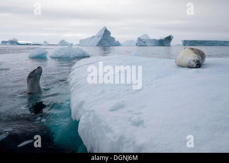 Leopard Seals (Hydrurga leptonyx), on an iceberg and swimming, asleep and curious, Plenau Bay, Antarctic Peninsula, Antarctica Stock Photo