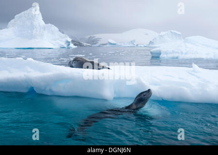 Leopard Seals (Hydrurga leptonyx), on an iceberg and swimming, asleep and curious, Plenau Bay, Antarctic Peninsula, Antarctica Stock Photo