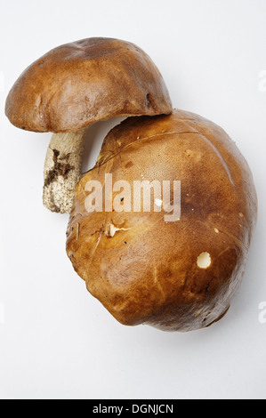 Edible mushrooms on a light background Stock Photo