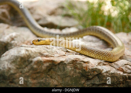 Aesculapian Snake (Zamenis longissimus), Alpenzoo Innsbruck, Innsbruck, Tyrol, Austria Stock Photo