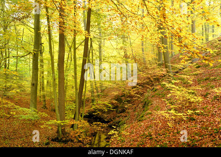 Beech forest in autumn in Nonnenfliess Nature Reserve near Eberswalde, Brandenburg Stock Photo