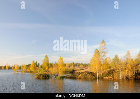 Birch trees in a renatured open-cast mining landscape, Saxony, Germany ...