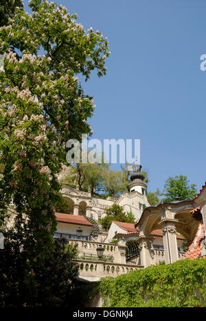 Flowering horse chestnut trees in a park, Prague, Czech Republic, Europe Stock Photo