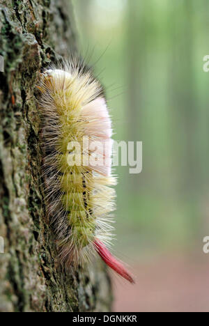Caterpillar of the Pale Tussock (Calliteara pudibunda) Stock Photo