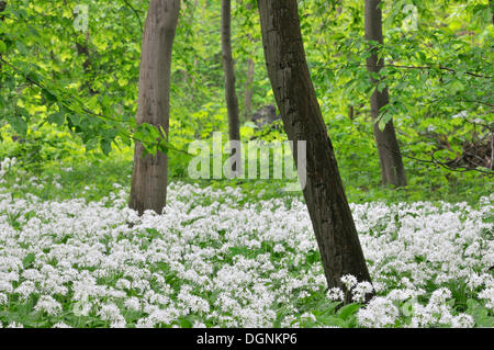 Ramsons or Wild Garlic (Allium ursinum) flowering, Leipzig floodplain forest, Saxony Stock Photo