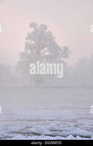 Tree with hoarfrost on the Elbe River on a cold winter morning, near Dessau-Rosslau, Saxony-Anhalt Stock Photo