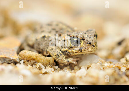 Juvenile Natterjack Toad (Bufo calamita) in a former open-cast mine near Finsterwalde, Brandenburg Stock Photo