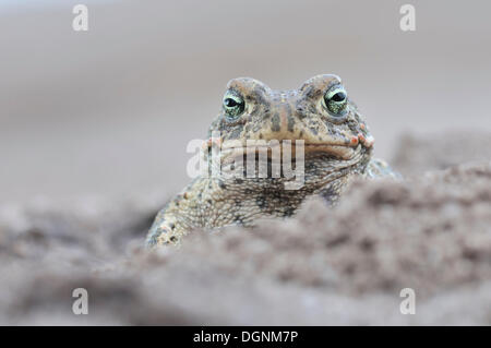 Natterjack Toad (Bufo calamita) in a former open-cast mine near Finsterwalde, Brandenburg Stock Photo